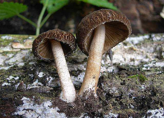 La  Flora  micologica  Alsaziana